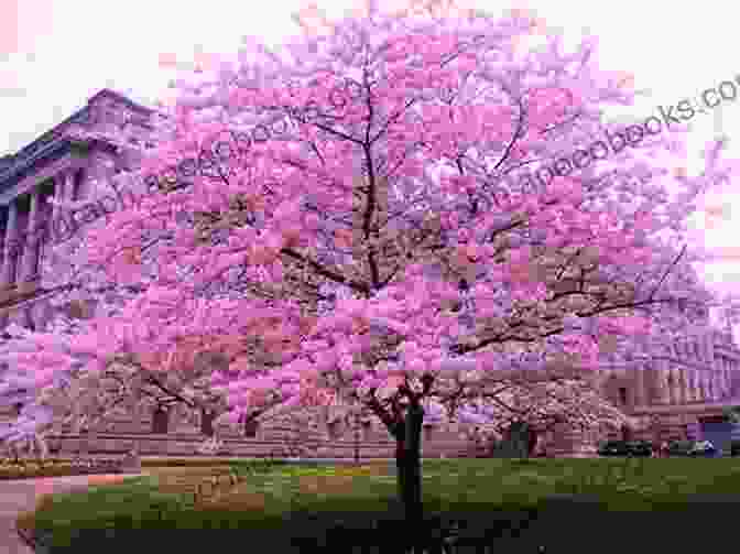 A Beautiful Cherry Blossom Tree In Full Bloom, With A Japanese Calligraphy Scroll Hanging From One Of Its Branches. One Hundred Leaves: A New Annotated Translation Of The Hyakunin Isshu