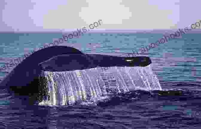 A Blue Whale Breaching The Surface Of The Ocean Swim With The Whales: The Giants Of The Ocean