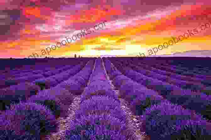 A Captivating Image Of Lavender Fields In Provence, Exuding The Region's Enchanting Charm Provence For All Seasons: A Journey