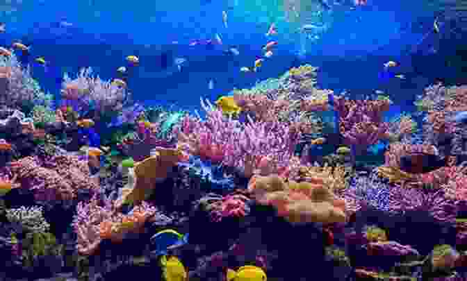 A Diver Admiring The Beauty Of A Coral Reef, Emphasizing The Importance Of Conservation Life Under The Sea A Kids About Life Under The Seas And Oceans Of Our Planet