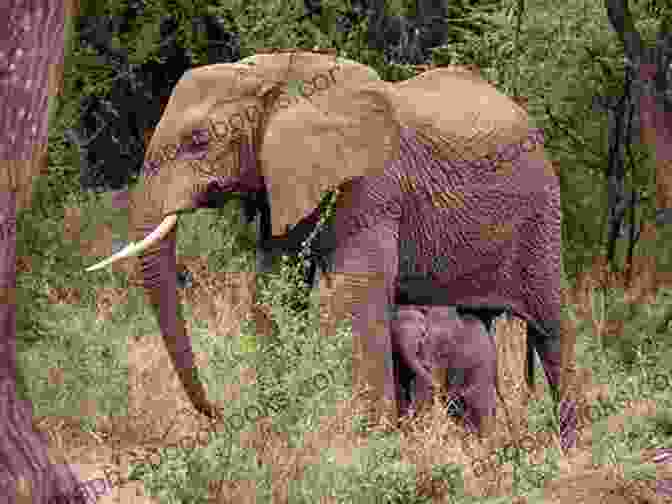 A Family Of Elephants Walking Through A Dense Forest Wild Animals I Have Known (New Canadian Library)