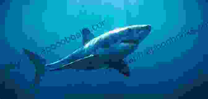 A Great White Shark Swimming Through The Water Swim With The Whales: The Giants Of The Ocean