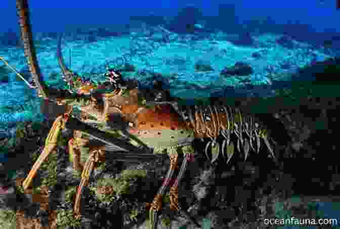 A Group Of American Lobsters Clustered Together On The Ocean Floor. Biology Of The Lobster: Homarus Americanus