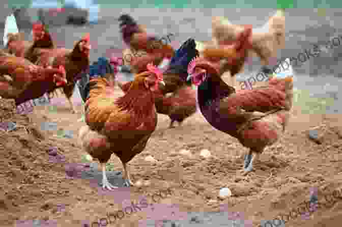 A Group Of Chickens Pecking At The Ground The World S Most Useful Animals Horses Cows Chickens And More Animal 2nd Grade Children S Animal