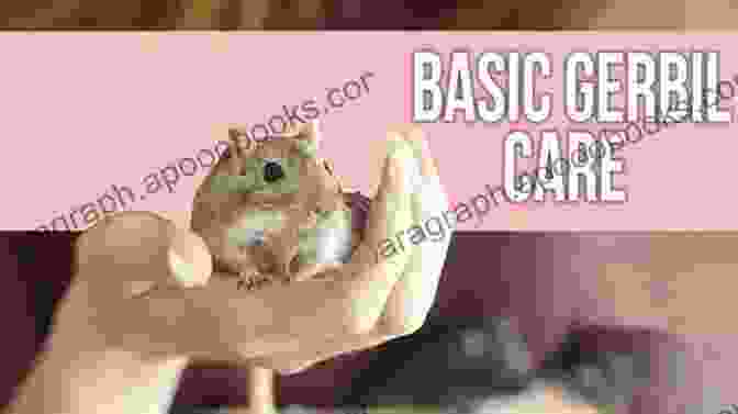 A Group Of Gerbils Huddled Together In A Burrow, With A Text Overlay That Reads: 'The Beginner's Guide To Essential Gerbil Care' Gerbils: A Beginner S Guide On Everything You Need To Get Started With Care For Gerbils