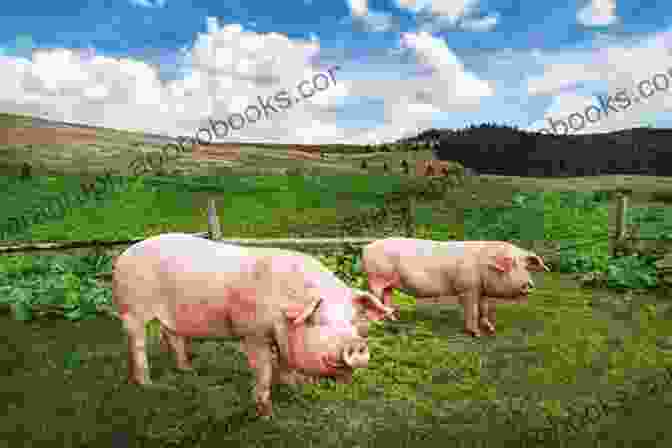 A Group Of Healthy And Happy Pigs Grazing In A Pasture Raising Pigs: Beginners Guide To Raising Healthy And Happy Pigs On A Small Homestead