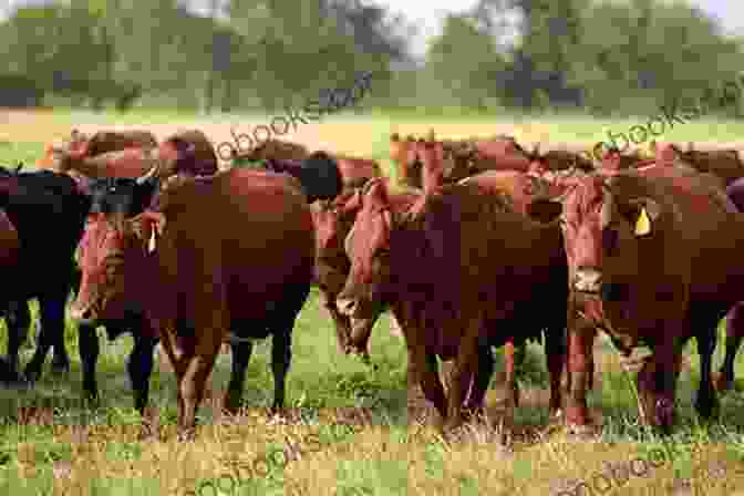 A Herd Of Cows Grazing In A Pasture The World S Most Useful Animals Horses Cows Chickens And More Animal 2nd Grade Children S Animal