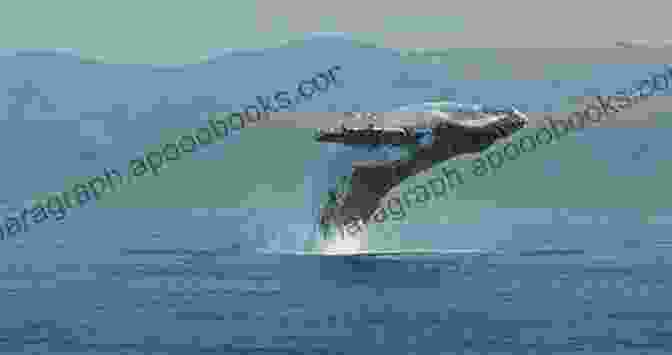 A Humpback Whale Leaping Out Of The Water Swim With The Whales: The Giants Of The Ocean