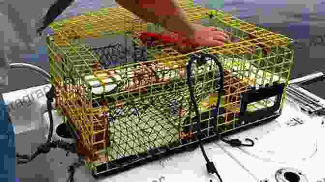 A Lobster Boat Hauling In Traps Full Of American Lobsters. Biology Of The Lobster: Homarus Americanus