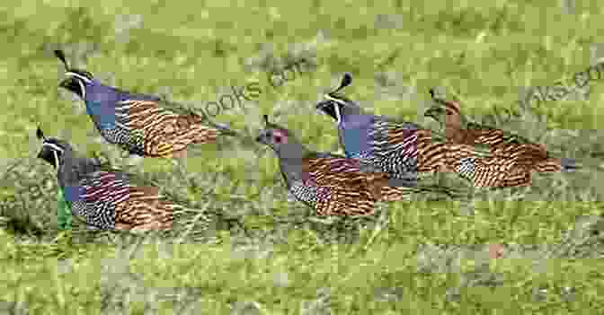 A Photo Of A Group Of Quails Quails As Pets Quail Keeping Pros And Cons Care Housing Health And Diet Quail Complete Owners Manual