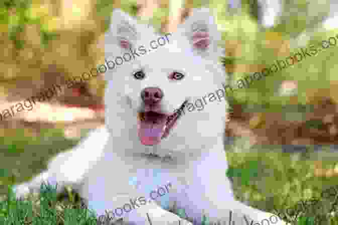 A Photo Of A Senior Dog With White Fur And Brown Eyes Susie S Senior Dogs Erin Stanton