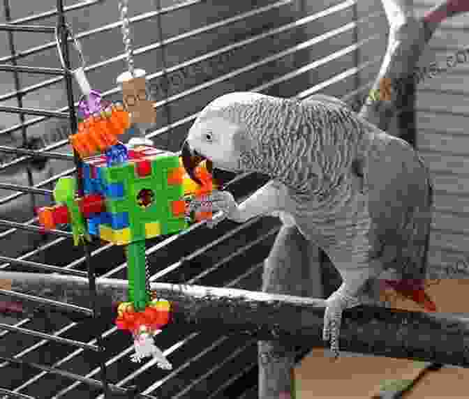 A Vibrant Conure Playing With Toys In Its Cage ALL ABOUT CONURE: ALL ABOUT CONURE: The New Complete Handbook On Conure Pet