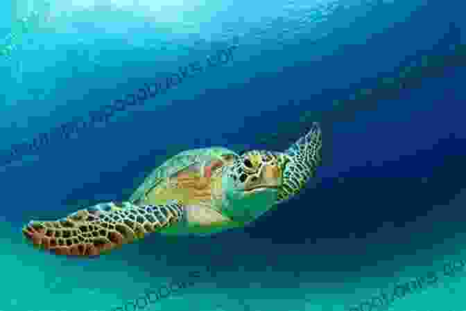 Colorful Image Of A Sea Turtle Swimming In The Ocean Ocracoke Felice Prager