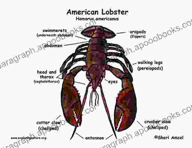 Detailed Diagram Illustrating The Anatomy Of The American Lobster. Biology Of The Lobster: Homarus Americanus