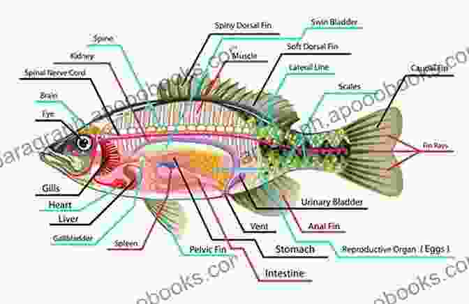 Diagram Illustrating The Anatomy Of A Fish Handbook On Fish Processing And Preservation