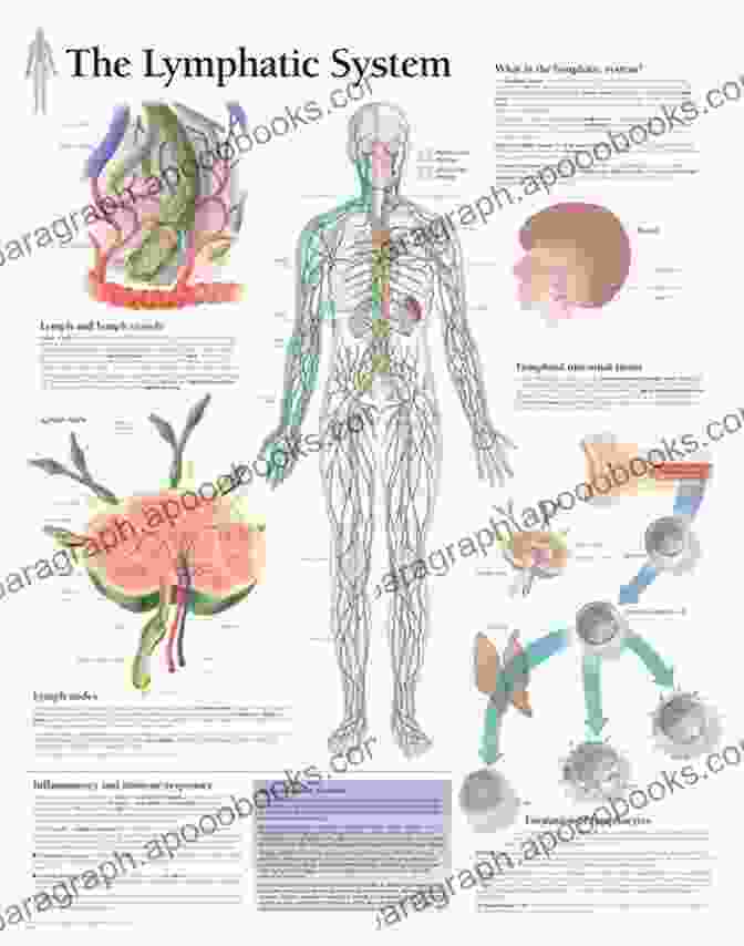 Diagram Of The Lymphatic System Lymphatic System (Speedy Study Guides)