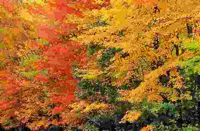 Fall Foliage Forest FALL FOLIAGE CAPTURE AMAZING AUTUMN COLORS