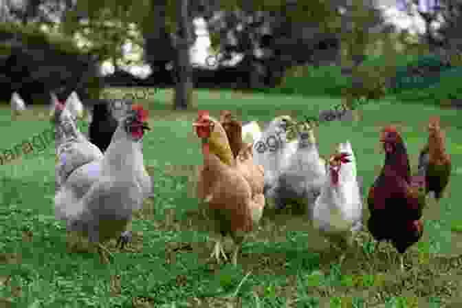 Image Of A Thriving Backyard Flock With Happy Hens Raising Backyard Chickens: Step By Step Guide To Raising Healthy Backyard Flock And Happy Hens