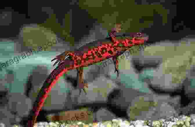 Japanese Fire Bellied Newt Life Cycle JAPANESE FIRE BELLIED NEWT: Facts And Information About Japanese Fire Bellied Newt