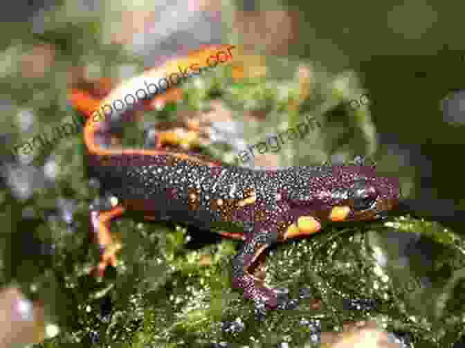 Japanese Fire Bellied Newt Taxonomy JAPANESE FIRE BELLIED NEWT: Facts And Information About Japanese Fire Bellied Newt