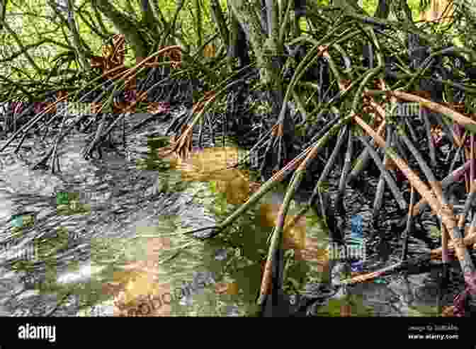 Mangrove Forest, With Dense Vegetation And Roots Submerged In Water Coastal World Heritage Sites (Coastal Research Library 28)