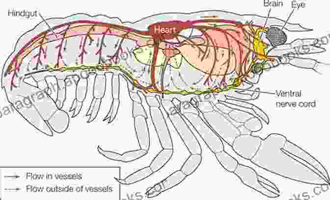 Microscopic View Of The American Lobster's Circulatory System. Biology Of The Lobster: Homarus Americanus