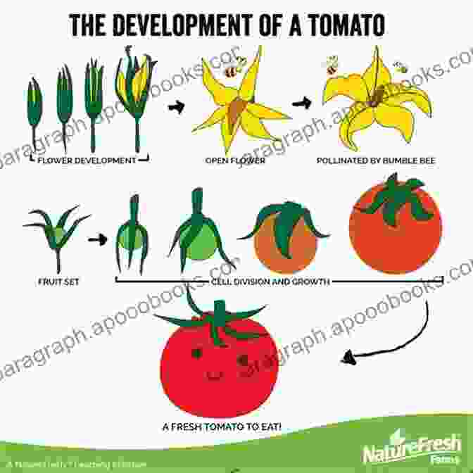 Plant Reproduction Does A Tomato Have Teeth?: The Letter T (AlphaBOX Alphabet Readers Collection)