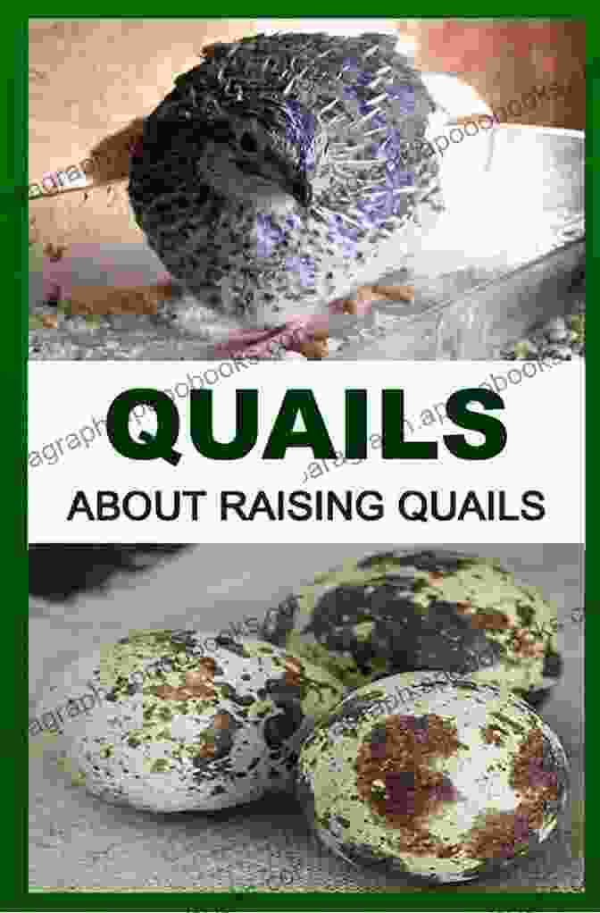 Quail Anatomy Quails: About Raising Quails Francis Okumu