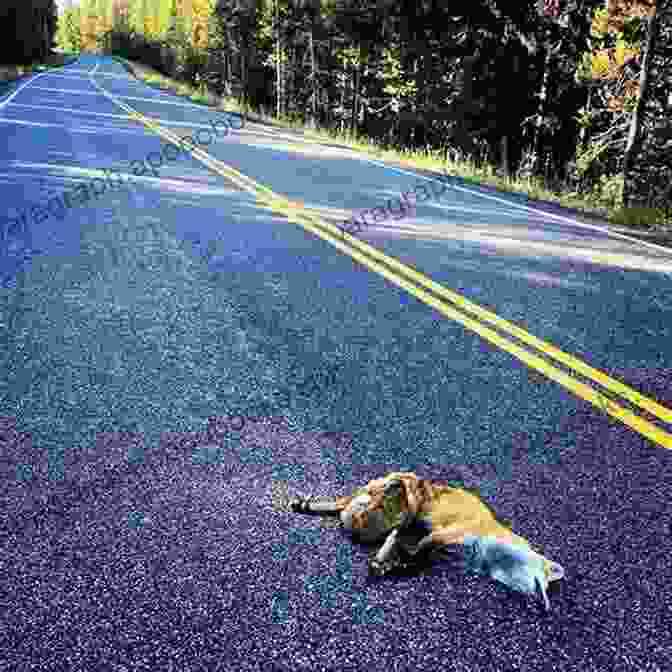 Roadkill On The Highway The Tim Dorsey: Florida Roadkill Hammerhead Ranch Motel Orange Crush Triggerfish Twist And The Stingray Shuffle