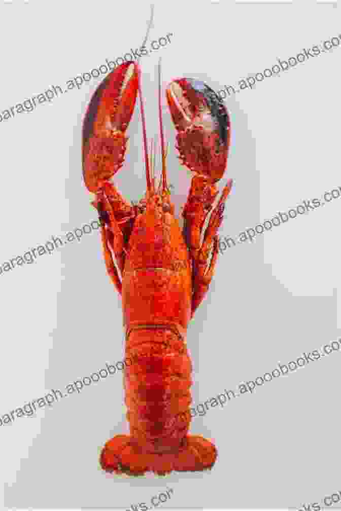 Stunning Photo Of A Vibrant American Lobster. Biology Of The Lobster: Homarus Americanus