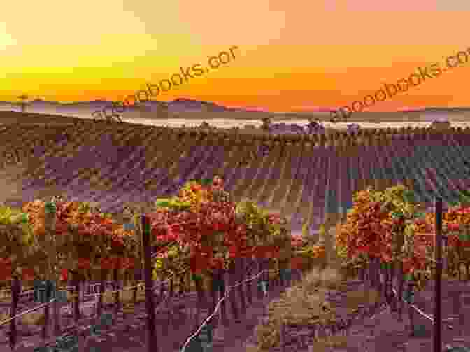 The Sun Drenched Vineyards Of Napa Valley, A Setting Of Beauty And Intrigue In To Taste The Wine Fern Michaels