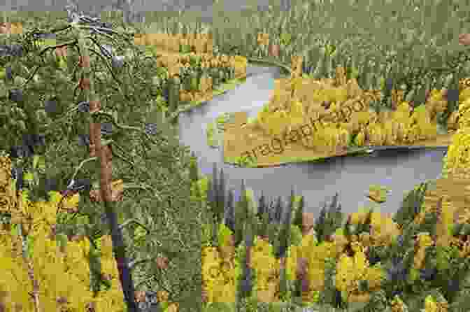 The Towering Taiga Forests Of The Russian North Russian North Greater Than A Tourist