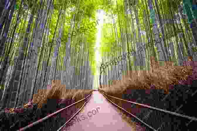 Tranquil Arashiyama Bamboo Forest With Towering Stalks Kyoto The Highlights Guide (Serendipity Travel)