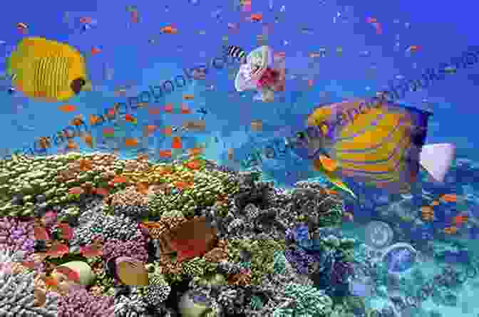 Vibrant Coral Reefs Teeming With Diverse Marine Life Life Under The Sea A Kids About Life Under The Seas And Oceans Of Our Planet