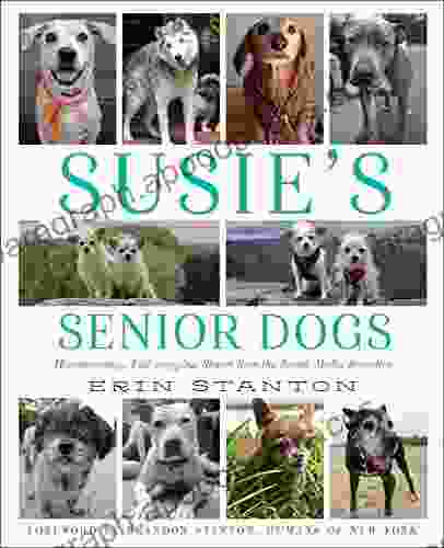 Susie S Senior Dogs Erin Stanton